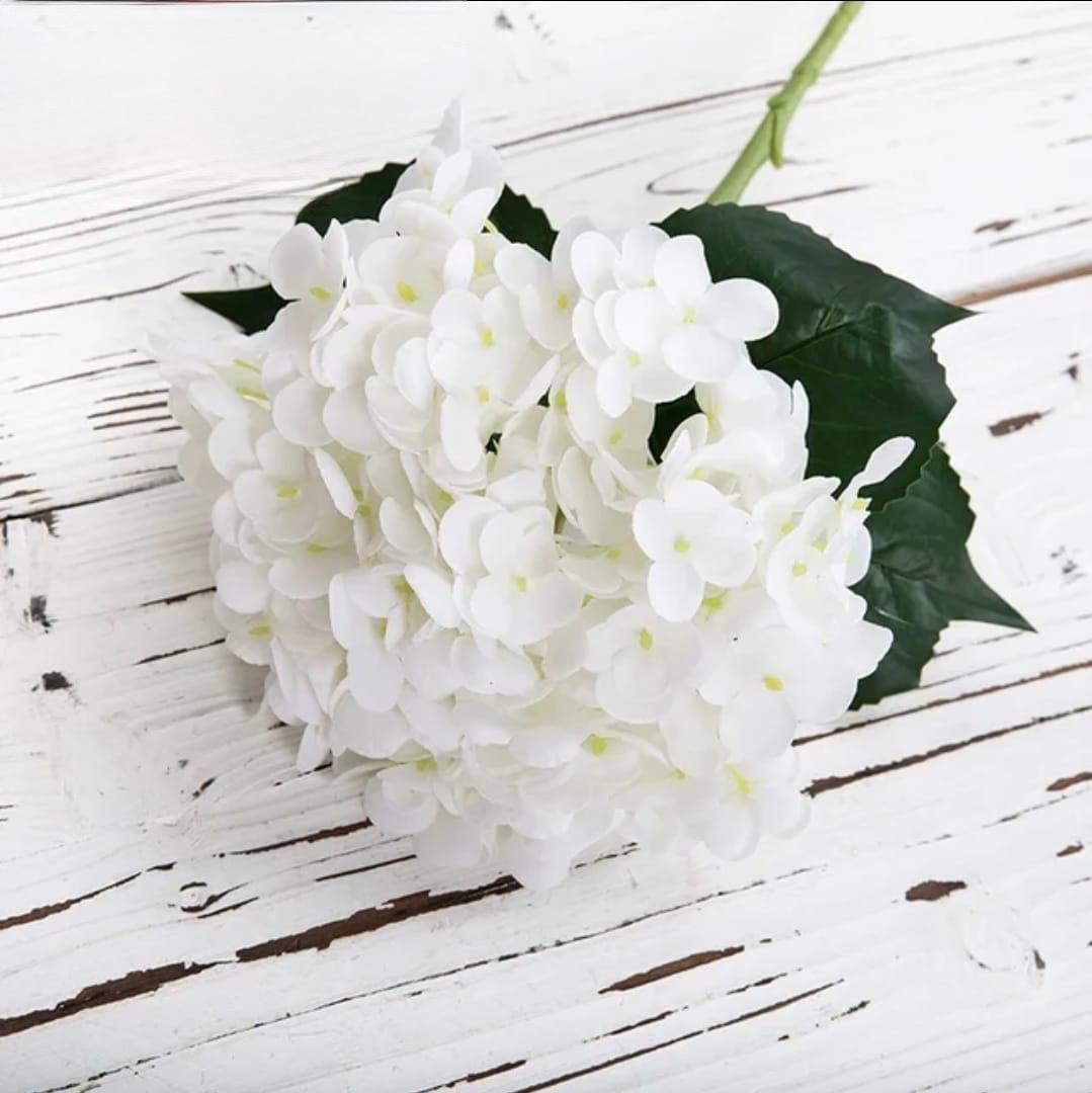 Hydrangea white